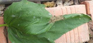 손인순님의 참깨 · 병해충상담 작성글 사진