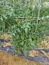 팜모닝 자유주제·자유게시판 게시글 이미지