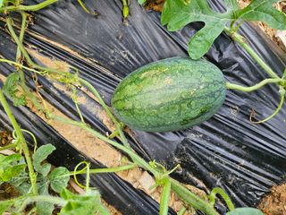 늘항상한결님의 자유주제 · 자유게시판 작성글 사진