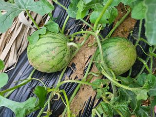 늘항상한결님의 자유주제 · 자유게시판 작성글 사진