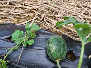 늘항상한결님의 자유주제 · 자유게시판 작성글 사진