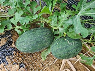 늘항상한결님의 자유주제 · 자유게시판 작성글 사진