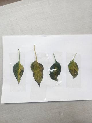 대산농사대장님의 고추 · 일상 작성글 사진