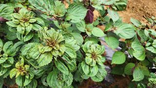 박영주님의 들깨 · 병해충상담 작성글 사진