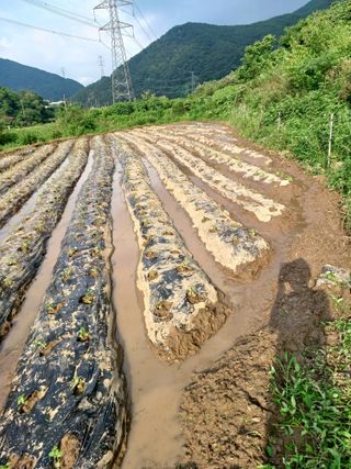 귀농4년차님의 들깨 · 영농일지 작성글 사진