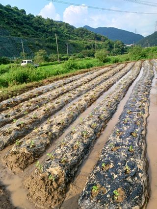 귀농4년차님의 들깨 · 영농일지 작성글 사진