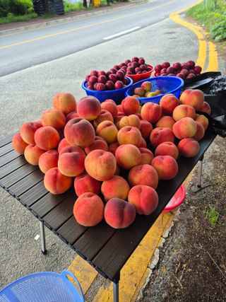 고추나방탄저에적합한님의 자유주제 · 자유게시판 작성글 사진