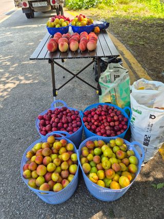 고추나방탄저에적합한님의 자유주제 · 자유게시판 작성글 사진