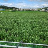 팜모닝 자유주제·자유게시판 게시글 이미지