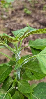 팜모닝 들깨·병해충상담 게시글 이미지