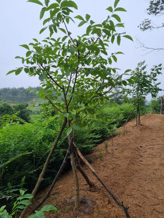 이찬암님의 농사, 무엇이든 물어보세요! · 참여글 작성글 사진