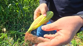 이종애님의 옥수수 · 영농일지 작성글 사진