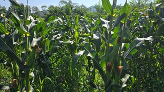 이종애님의 옥수수 · 영농일지 작성글 사진