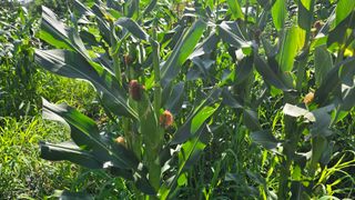 이종애님의 옥수수 · 영농일지 작성글 사진