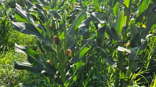 이종애님의 옥수수 · 영농일지 작성글 사진