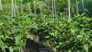 이종애님의 고추 · 영농일지 작성글 사진