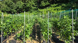 이종애님의 고추 · 영농일지 작성글 사진