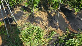 이종애님의 고추 · 영농일지 작성글 사진