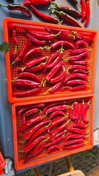 이종애님의 고추 · 영농일지 작성글 사진