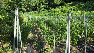 이종애님의 고추 · 영농일지 작성글 사진