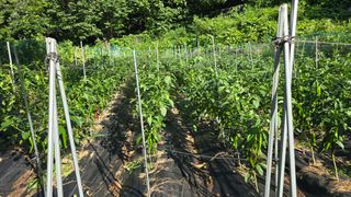 이종애님의 고추 · 영농일지 작성글 사진