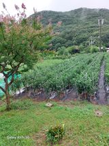 팜모닝 고추·영농일지 게시글 이미지