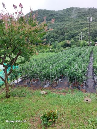 슬비농순이야님의 고추 · 영농일지 작성글 사진