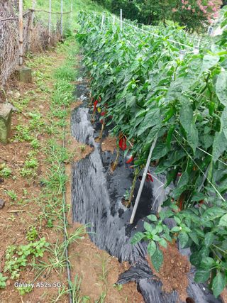 슬비농순이야님의 고추 · 영농일지 작성글 사진