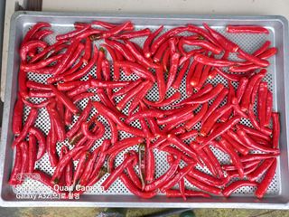 김영자님의 고추 · 영농일지 작성글 사진