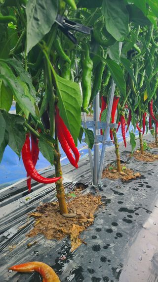 백창석님의 고추 · 영농일지 작성글 사진