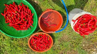 백창석님의 고추 · 영농일지 작성글 사진