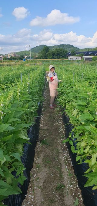 최고봉님최진홍님의 참깨 · 영농일지 작성글 사진