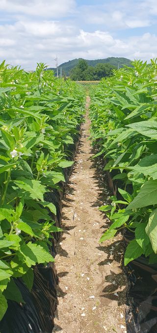 최고봉님최진홍님의 참깨 · 영농일지 작성글 사진