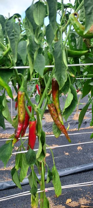 윤호미 님의 자유주제 · 자유게시판 작성글 사진