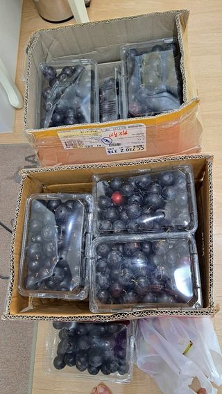 주윤발이님의 자두 · 영농일지 작성글 사진