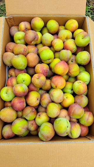 주윤발이님의 자두 · 영농일지 작성글 사진