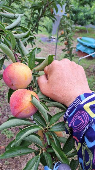 주윤발이님의 자두 · 영농일지 작성글 사진