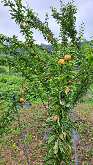 주윤발이님의 자두 · 영농일지 작성글 사진