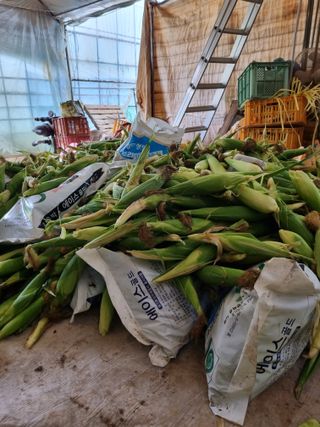 토마토080이인숙님의 옥수수 · 영농일지 작성글 사진