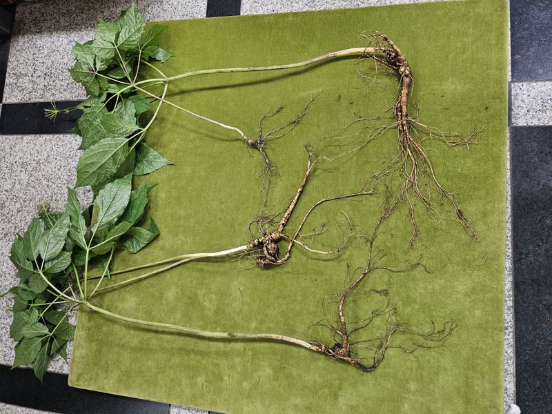 중봉 남일준님의 장터 판매 상품 [산삼 판매] 첨부 사진