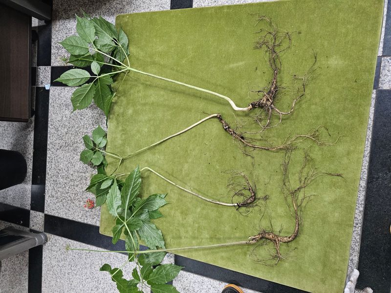 중봉 남일준님의 장터 판매 상품 [산삼 판매] 첨부 사진