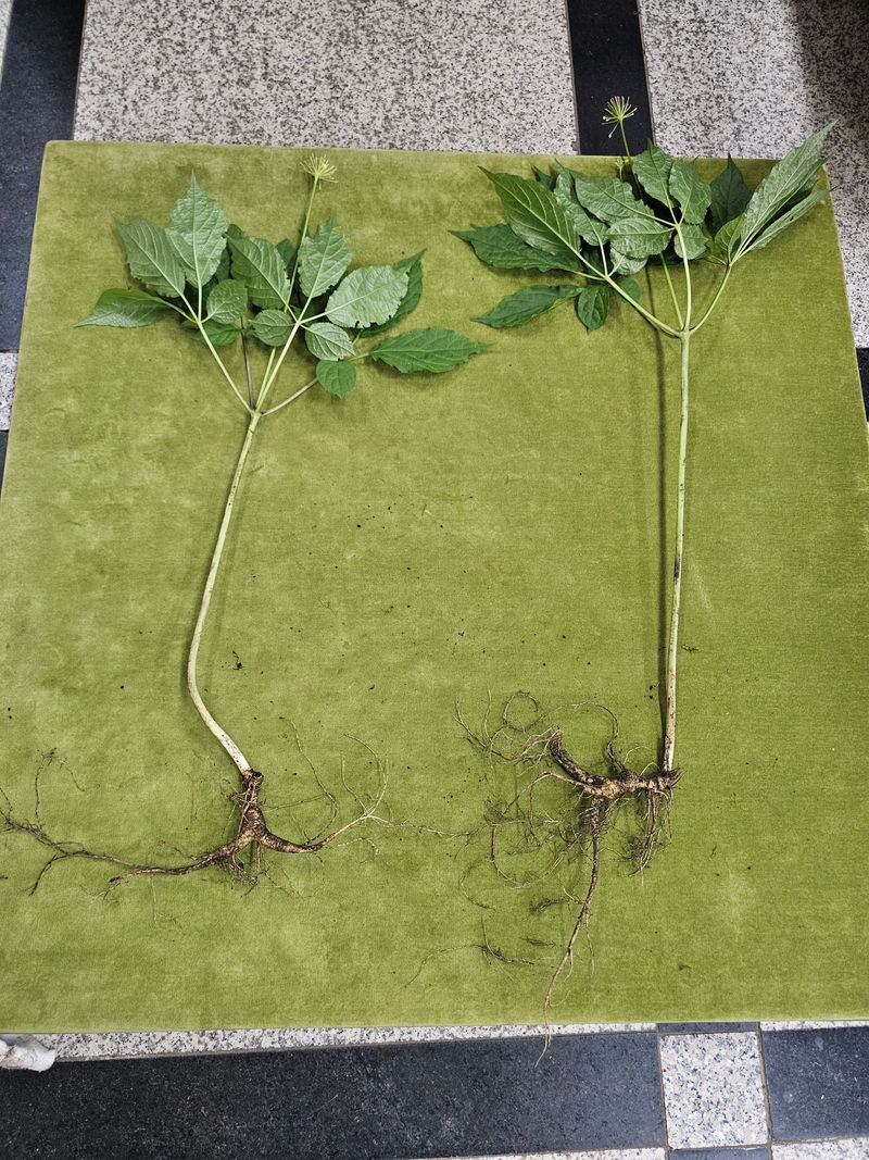 중봉 남일준님의 장터 판매 상품 [산삼 판매] 첨부 사진