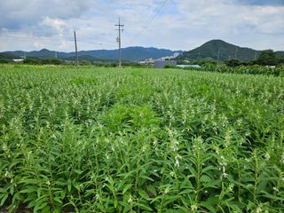김조영님의 참깨 · 영농일지 작성글 사진