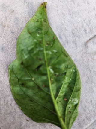 박영길님의 고추 · 병해충상담 작성글 사진