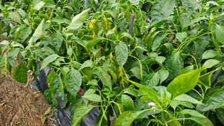 전문철님의 고추 · 병해충상담 작성글 사진