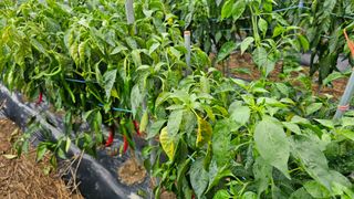 전문철님의 고추 · 병해충상담 작성글 사진