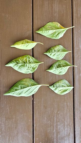 전문철님의 고추 · 병해충상담 작성글 사진