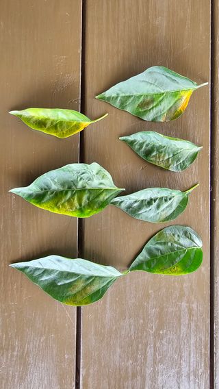 전문철님의 고추 · 병해충상담 작성글 사진