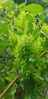 팜모닝 기타작물·병해충상담 게시글 이미지