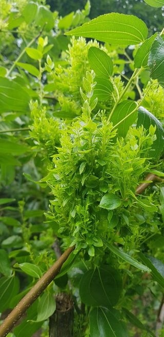 김연수님의 기타작물 · 병해충상담 작성글 사진